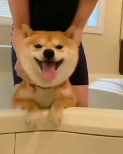 🙂 Стикер «Shiba Inu Vimdeos» для Telegram
