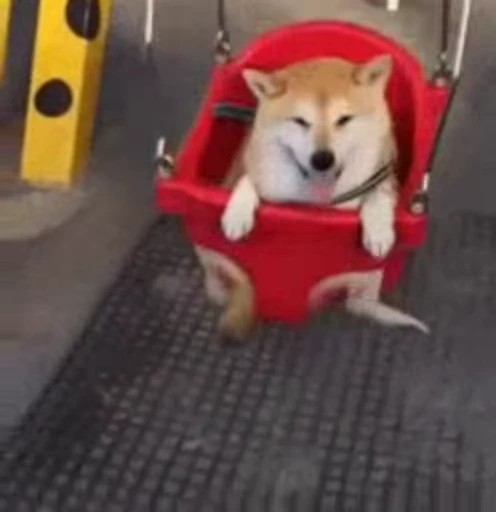 😆 Стикер «Shiba Inu Vimdeos» для Telegram