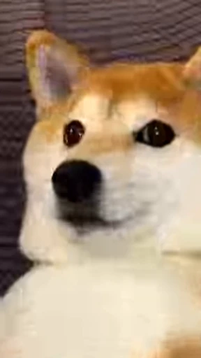 🥺 Стикер «Shiba Inu Vimdeos» для Telegram