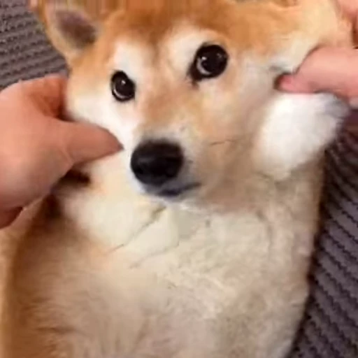 😊 Стикер «Shiba Inu Vimdeos» для Telegram