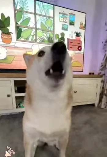 💥 Стикер «Shiba Inu Vimdeos» для Telegram