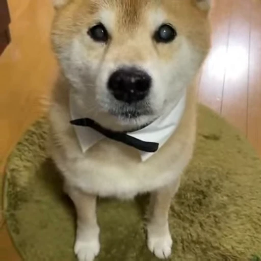 😔 Стикер «Shiba Inu Vimdeos» для Telegram