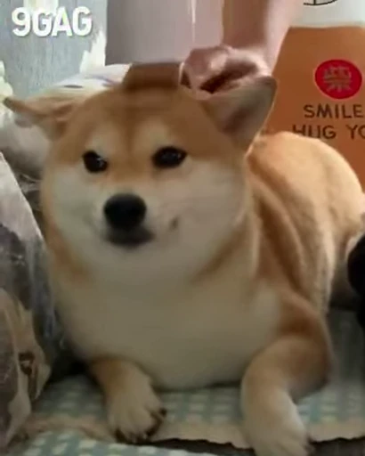 😇 Стикер «Shiba Inu Vimdeos» для Telegram