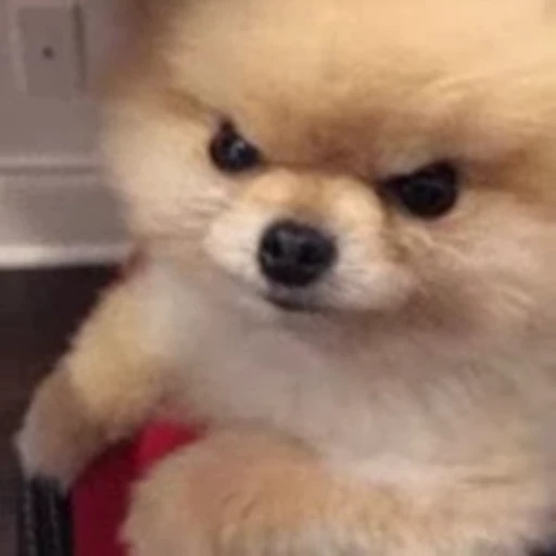 😠 Стикер «Shiba Inu Vimdeos» для Telegram