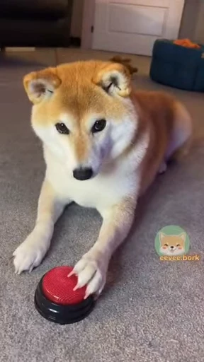 🔴 Стикер «Shiba Inu Vimdeos» для Telegram