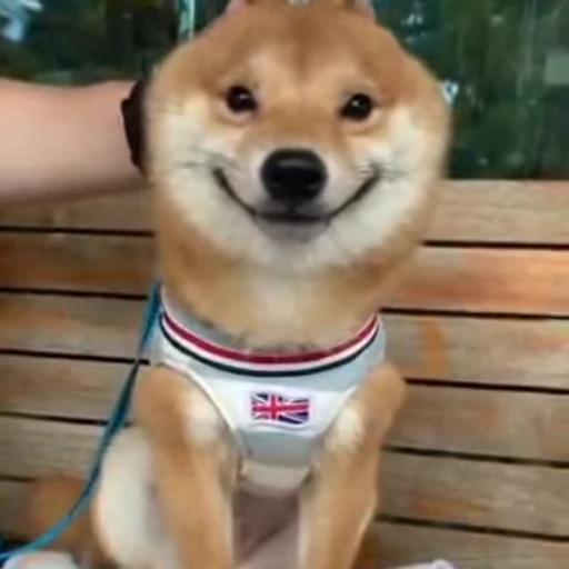 😊 Стикер «Shiba Inu Vimdeos» для Telegram