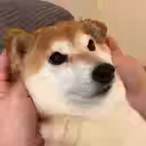 😊 Стикер «Shiba Inu Vimdeos» для Telegram