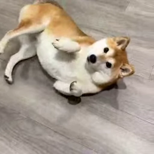 😄 Стикер «Shiba Inu Vimdeos» для Telegram