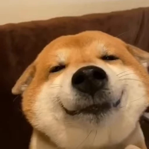 🙂 Стикер «Shiba Inu Vimdeos» для Telegram