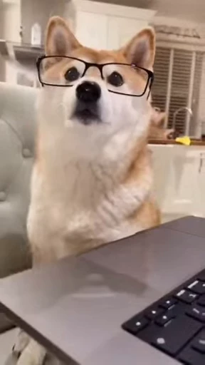 👨‍💻 Стикер «Shiba Inu Vimdeos» для Telegram