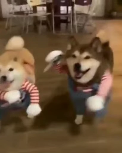 🗡 Стикер «Shiba Inu Vimdeos» для Telegram