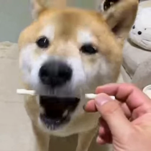 😏 Стикер «Shiba Inu Vimdeos» для Telegram