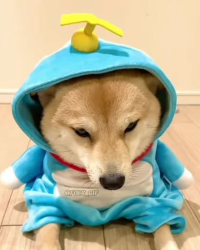 😕 Стикер «Shiba Inu Vimdeos» для Telegram