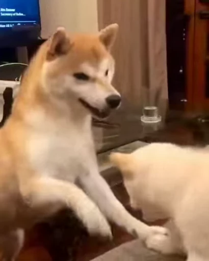 😡 Стикер «Shiba Inu Vimdeos» для Telegram