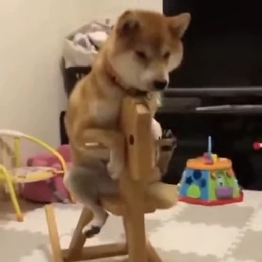 😁 Стикер «Shiba Inu Vimdeos» для Telegram