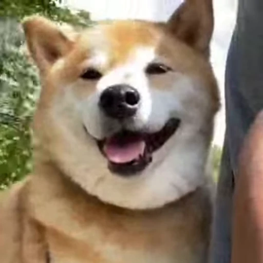🌝 Стикер «Shiba Inu Vimdeos» для Telegram