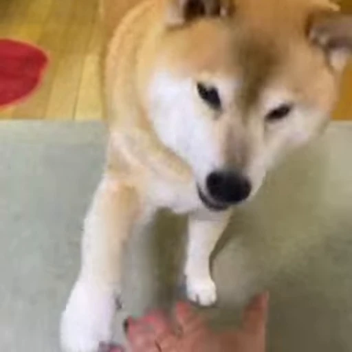 🙌 Стикер «Shiba Inu Vimdeos» для Telegram