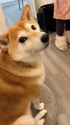 😕 Стикер «Shiba Inu Vimdeos» для Telegram
