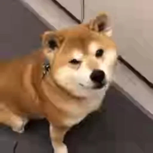 😉 Стикер «Shiba Inu Vimdeos» для Telegram