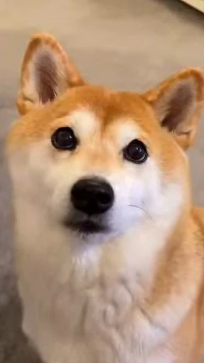 🙂 Стикер «Shiba Inu Vimdeos» для Telegram