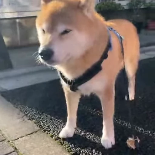 😎 Стикер «Shiba Inu Vimdeos» для Telegram