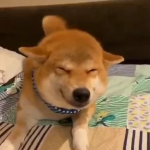 😢 Стикер «Shiba Inu Vimdeos» для Telegram