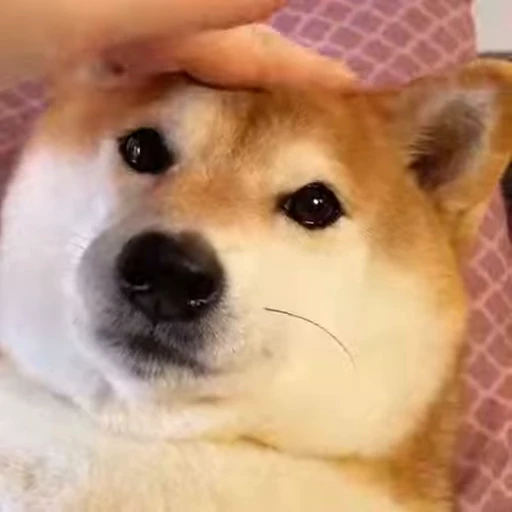 👏 Стикер «Shiba Inu Vimdeos» для Telegram