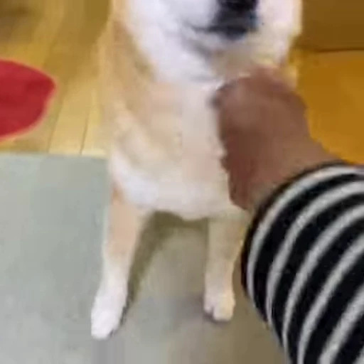 🤗 Стикер «Shiba Inu Vimdeos» для Telegram