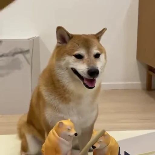 😌 Стикер «Shiba Inu Vimdeos» для Telegram