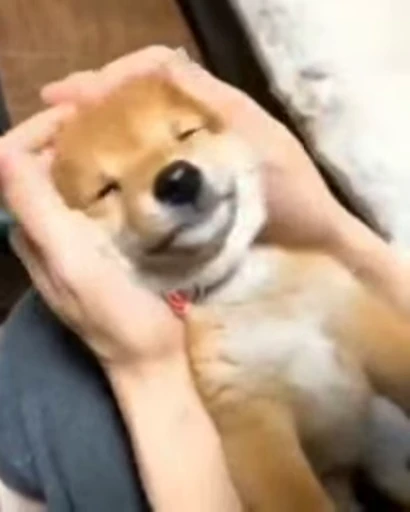 🙂 Стикер «Shiba Inu Vimdeos» для Telegram