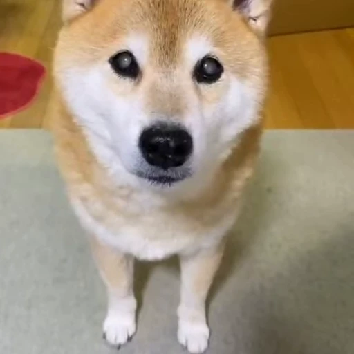 😕 Стикер «Shiba Inu Vimdeos» для Telegram