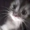 Стикер 5 shine #girl