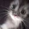 🎉 Эмодзи «shine» для Telegram