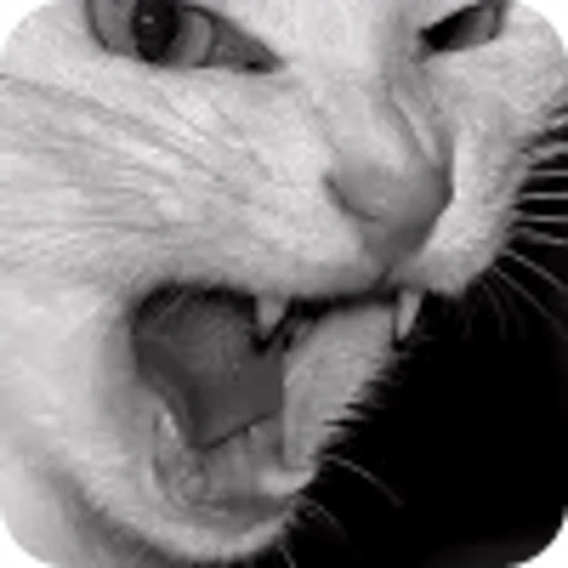 🐈 Эмодзи «shine» для Telegram