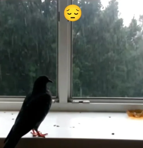 😔 Стикер «shit memes» для Telegram