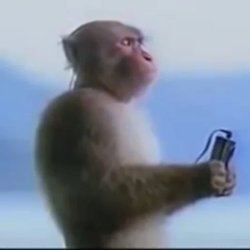 🎧 Стикер «shit memes» для Telegram