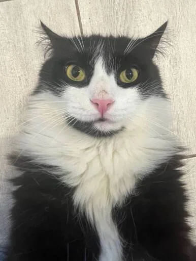 😾 Стикер «shit memes» для Telegram