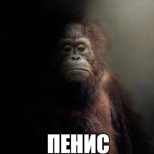 🙁 Стикер «shit memes» для Telegram