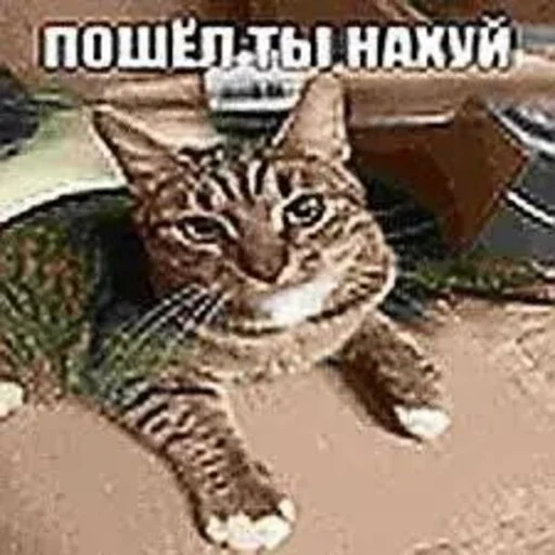 😼 Стикер «shit memes» для Telegram