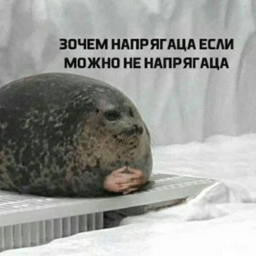 🤤 Стикер «shiziky» для Telegram
