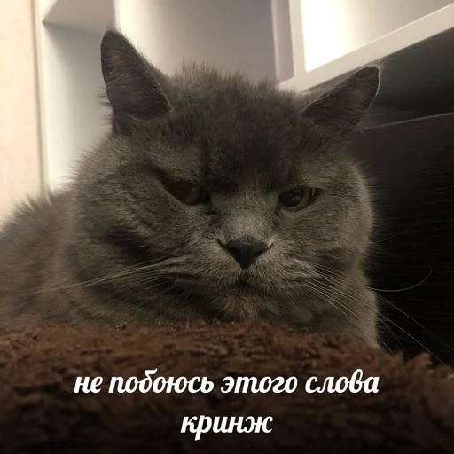 😑 Стикер «shiziky» для Telegram