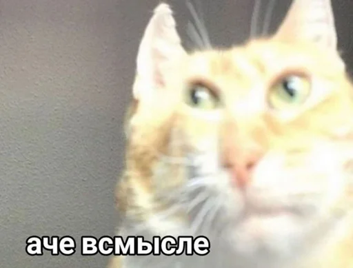 🤨 Стикер «shiziky» для Telegram