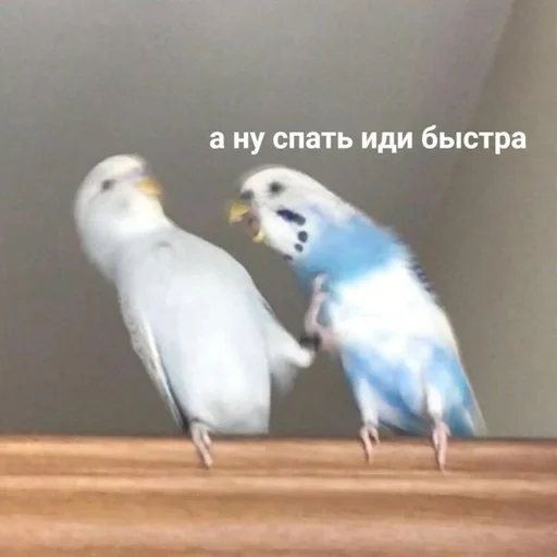 🛏 Стикер «shiziky» для Telegram
