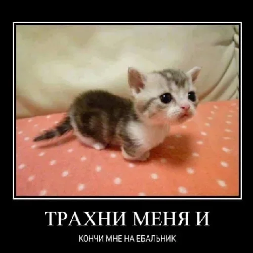 🤍 Стикер «shlrona» для Telegram