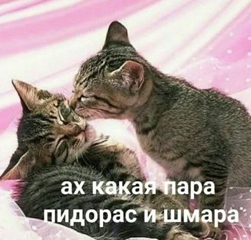 🤍 Стикер «shlrona» для Telegram