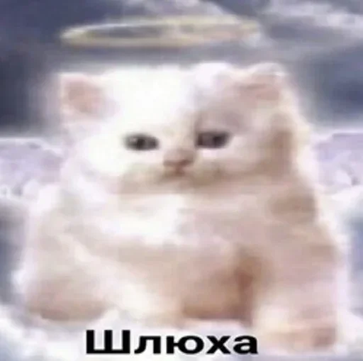 🤍 Стикер «shlrona» для Telegram