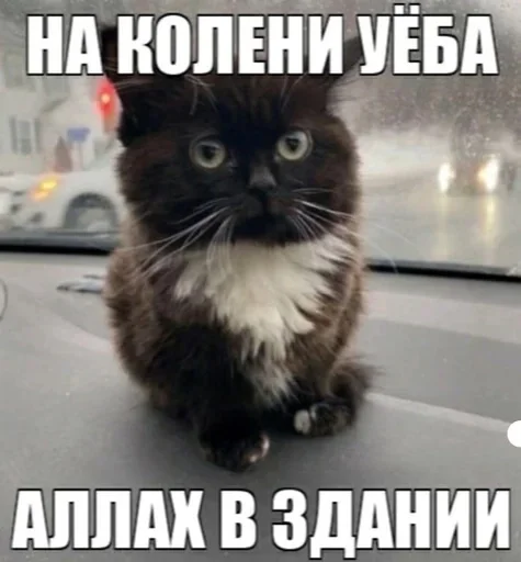 ☠️ Стикер «shlrona» для Telegram