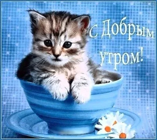 🐿 Стикер «shlrona» для Telegram