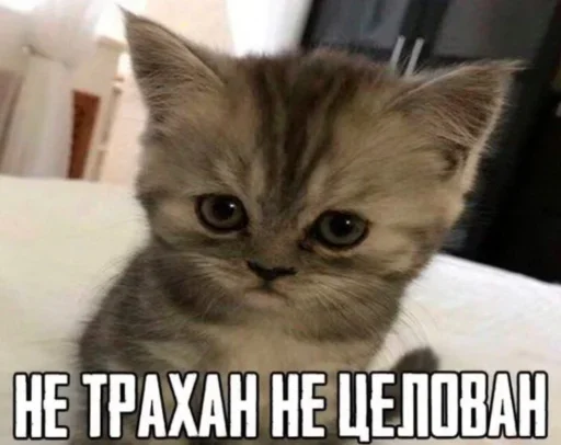 🤍 Стикер «shlrona» для Telegram