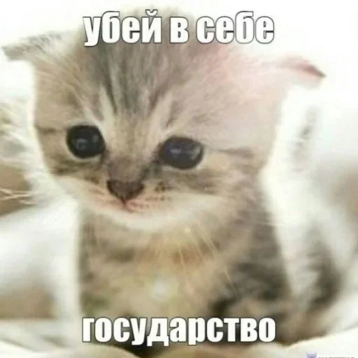 😳 Стикер «shlrona» для Telegram